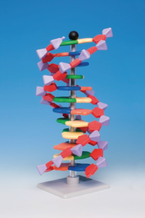Modelo molecular sistema miniDNA<sup>®</sup>